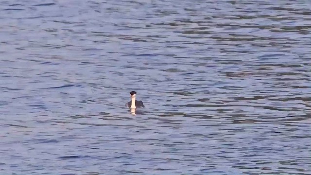 potápka bělolící - ML647453417