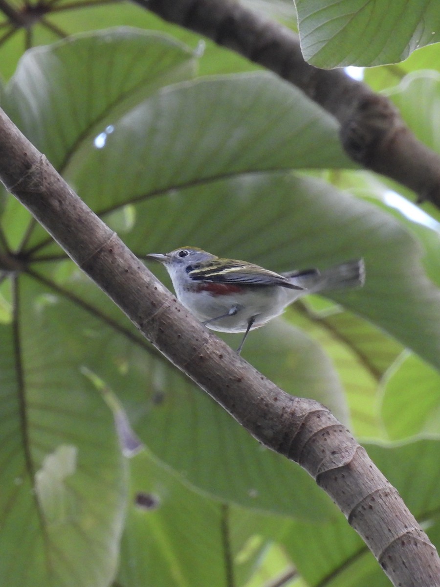 ワキチャアメリカムシクイ - ML647453433