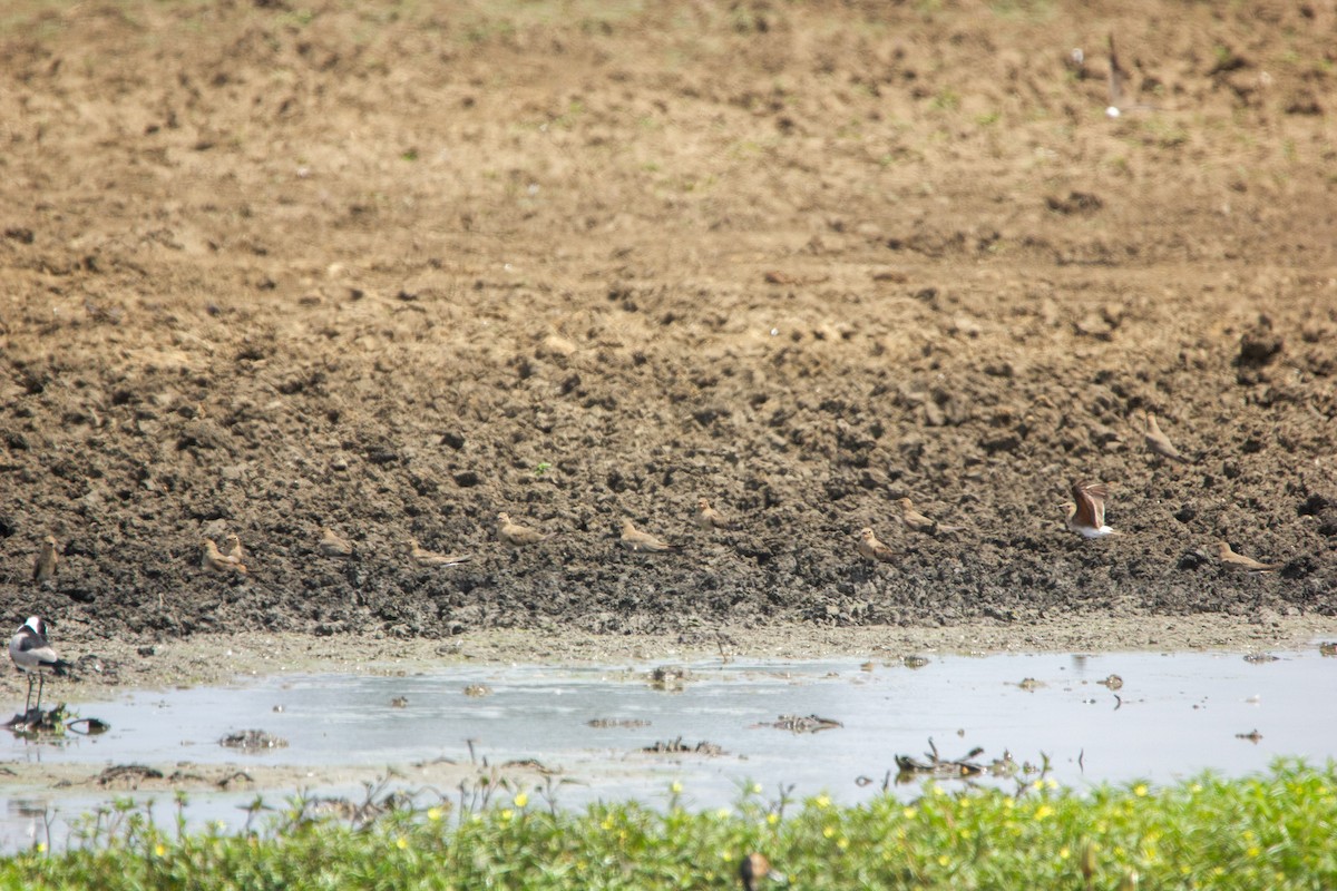 Collared Pratincole - ML647453441