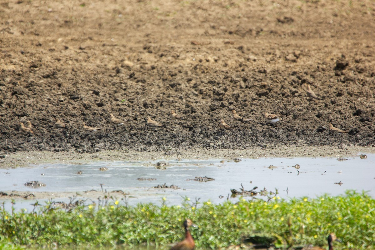 Collared Pratincole - ML647453442