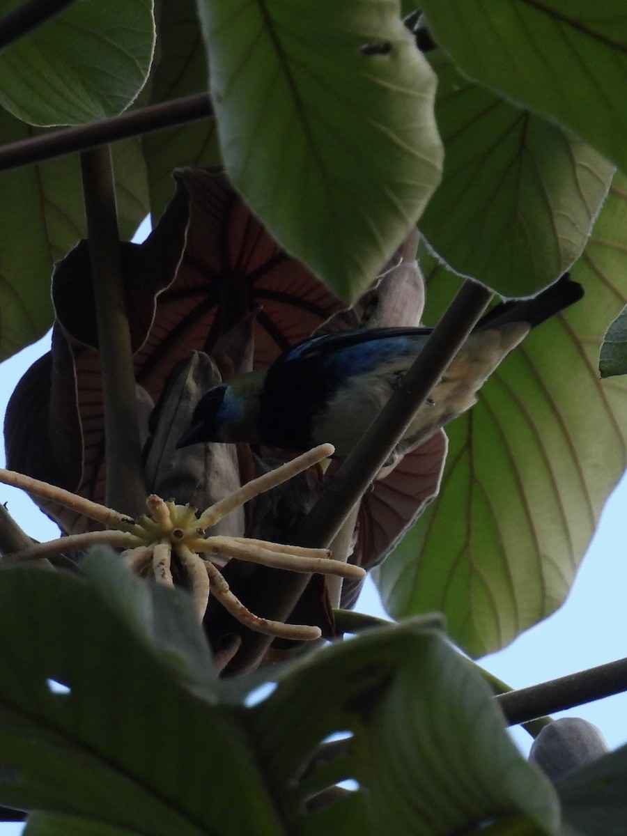 Golden-hooded Tanager - ML647453444