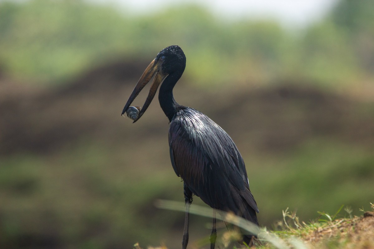 African Openbill - ML647453446
