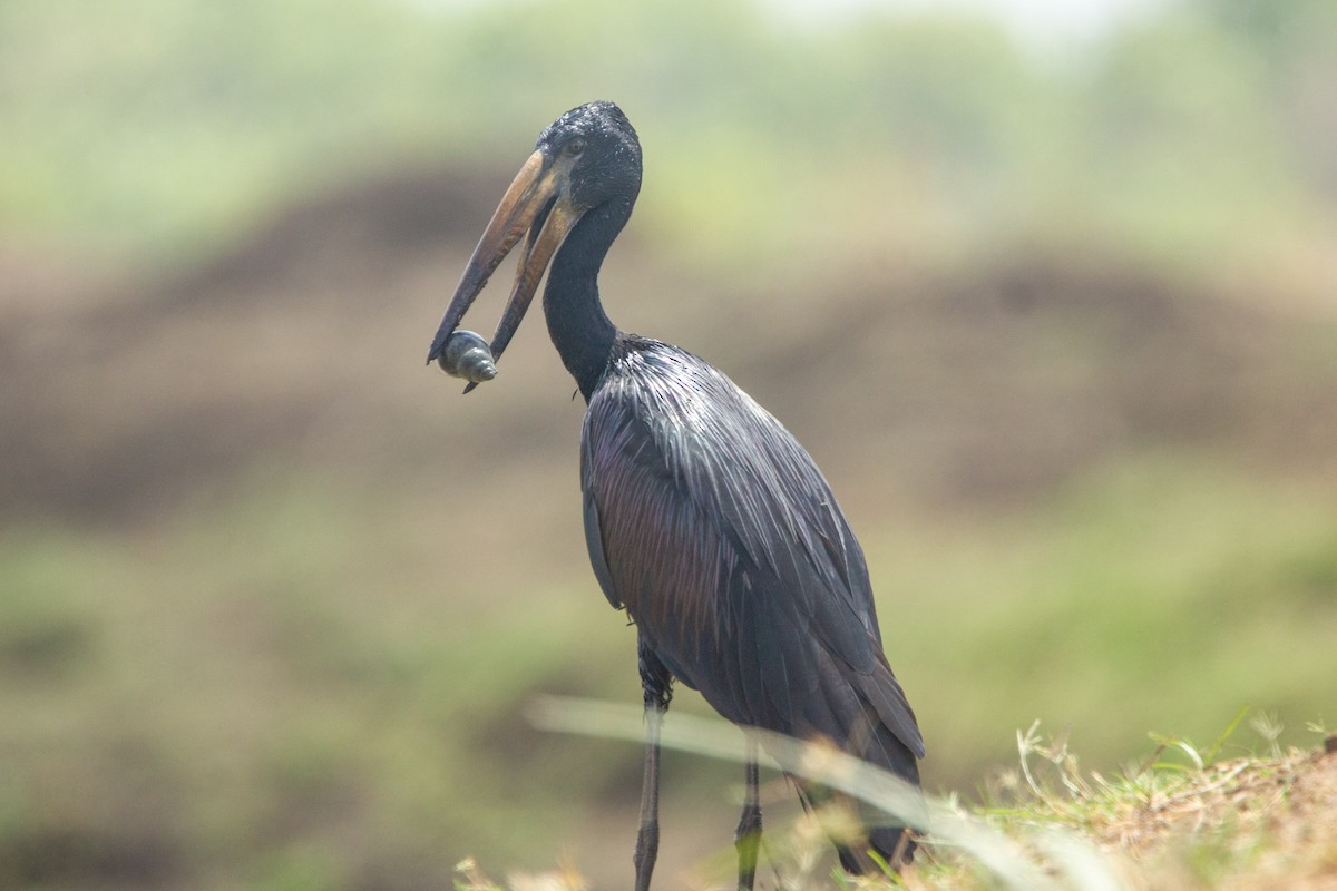 African Openbill - ML647453447