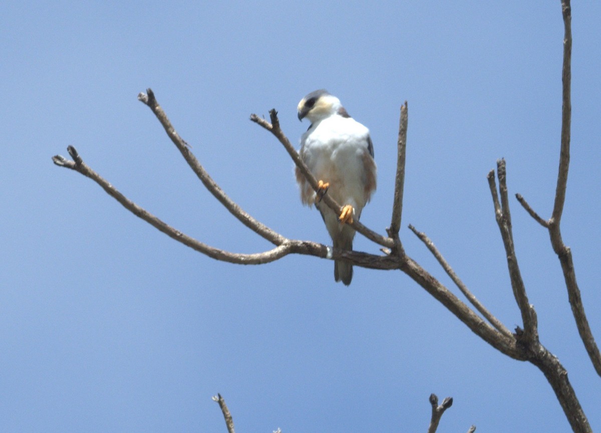 Pearl Kite - ML647453448