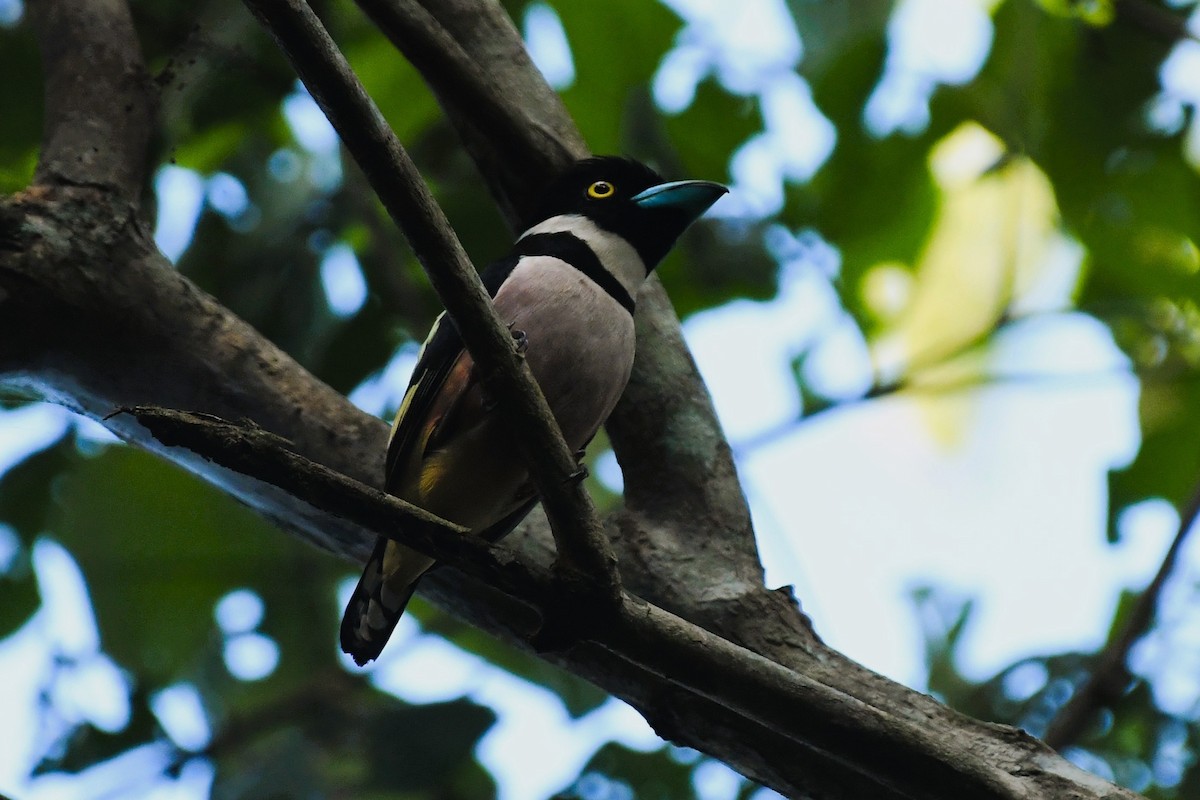 Black-and-yellow Broadbill - ML647453452