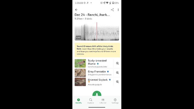 Жайворонок тибетський - ML647453454