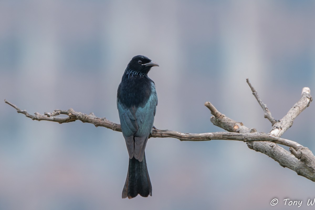 Hair-crested Drongo - ML647453462
