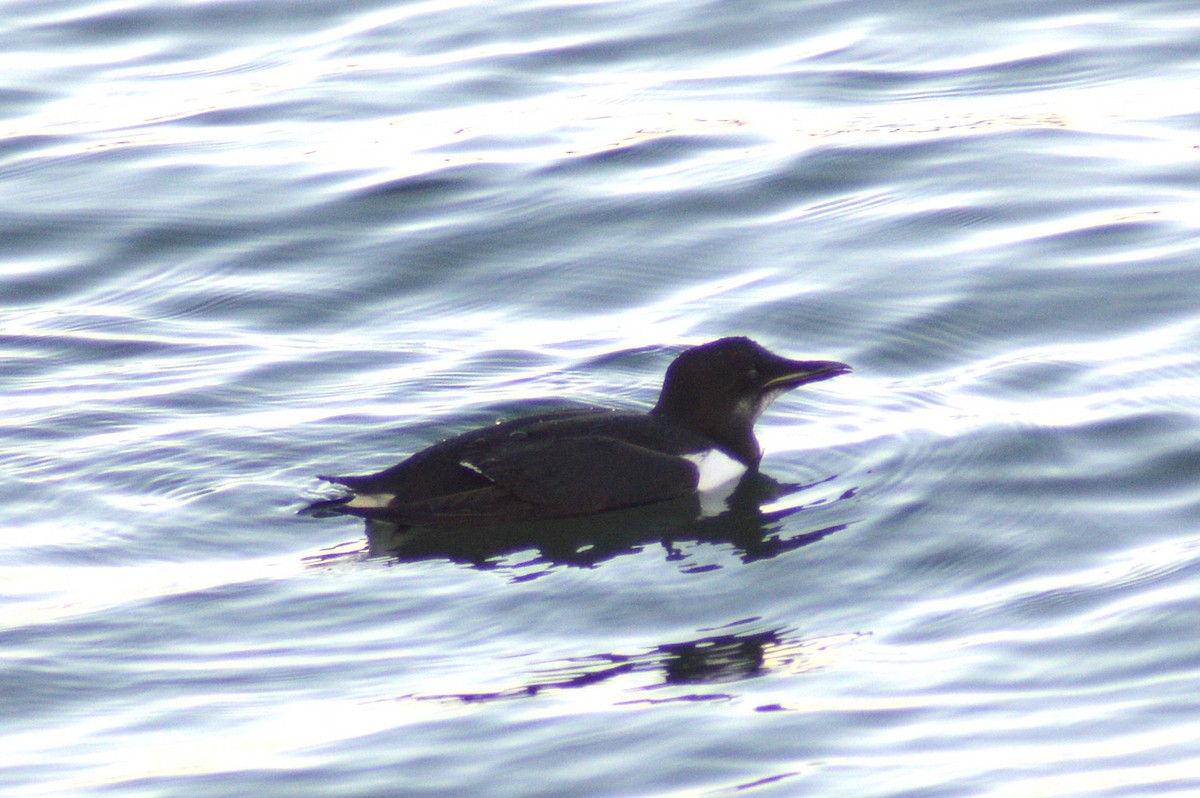 Толстоклювая кайра - ML647453491