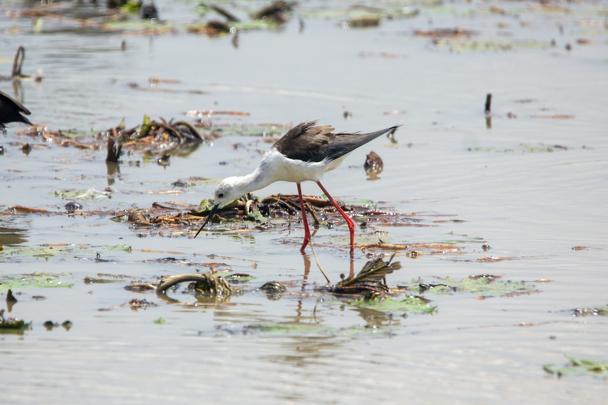 Black-winged Stilt - ML647453494