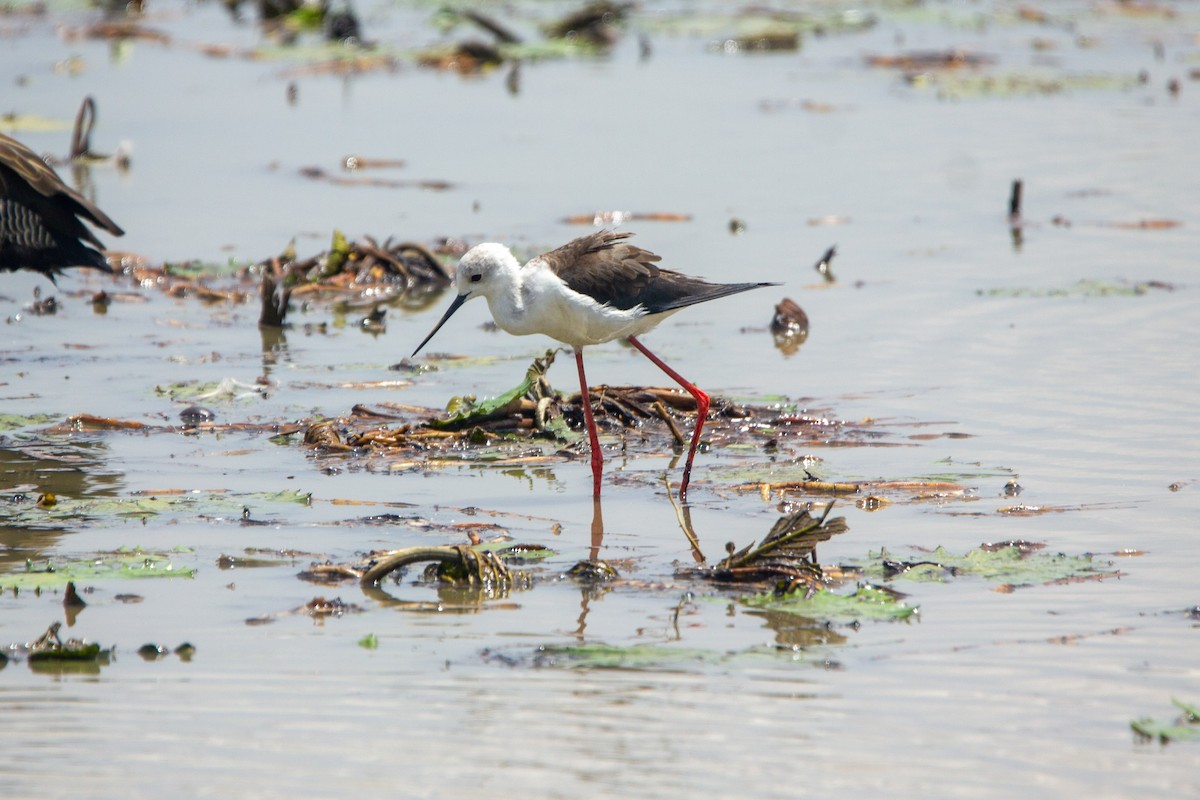 Black-winged Stilt - ML647453495