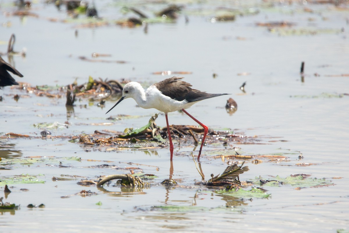 Black-winged Stilt - ML647453496