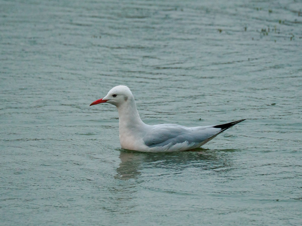 Slender-billed Gull - ML647453500