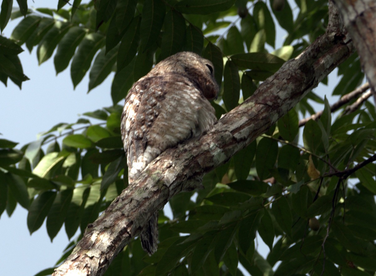 potu velký - ML647453502