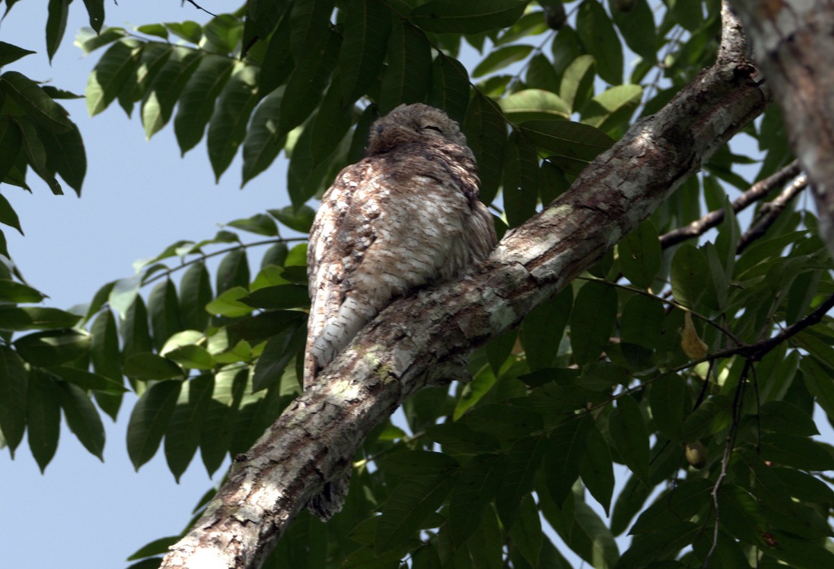 potu velký - ML647453503