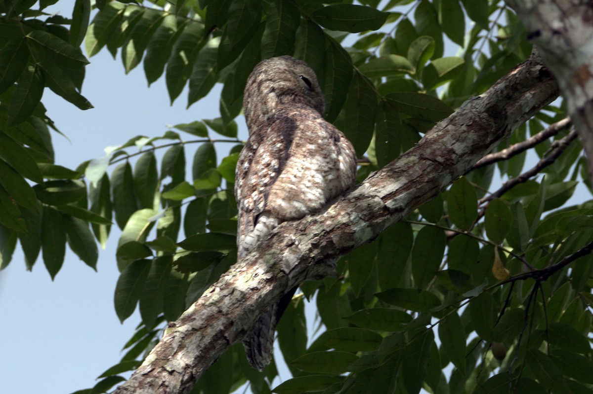 potu velký - ML647453504