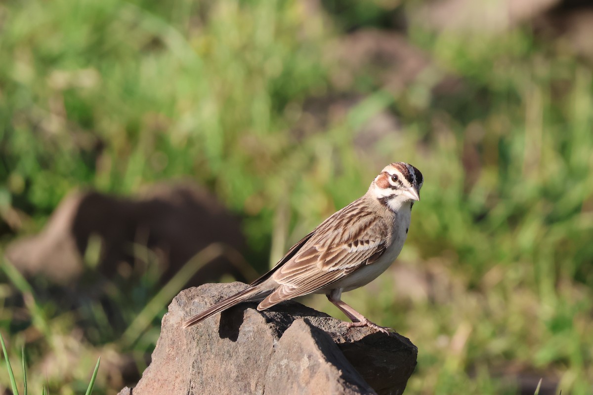 Lark Sparrow - ML647453538