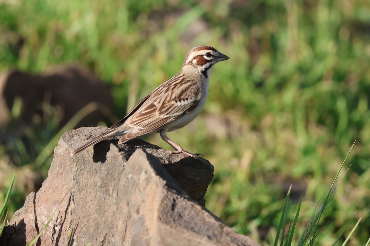 Lark Sparrow - ML647453539