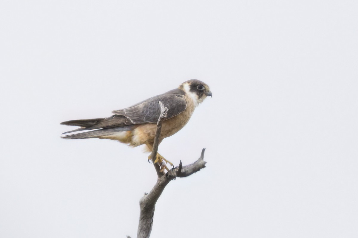Australian Hobby - ML647453541
