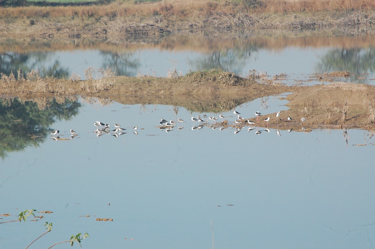 Black-winged Stilt - ML647453542