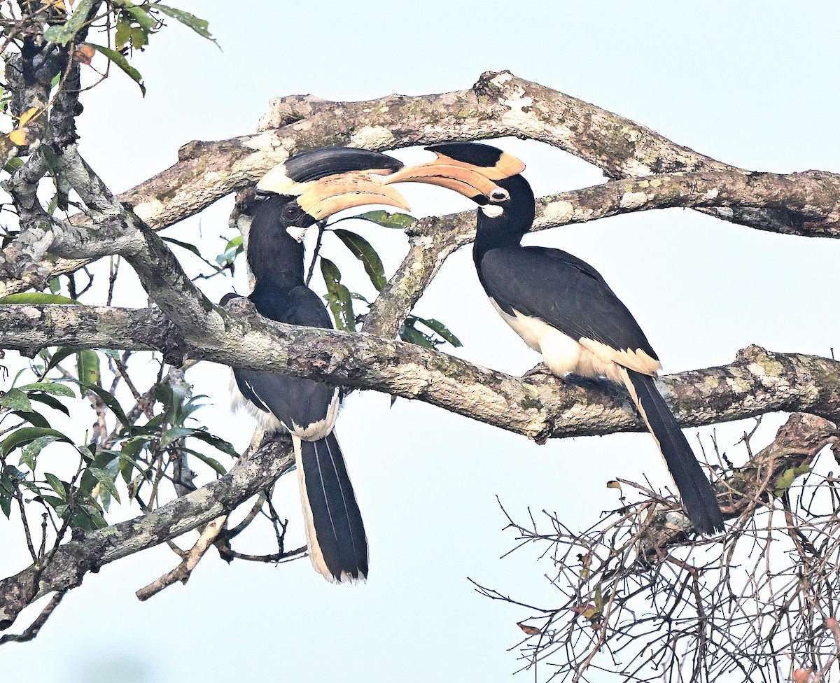 Malabar Pied-Hornbill - ML647453544
