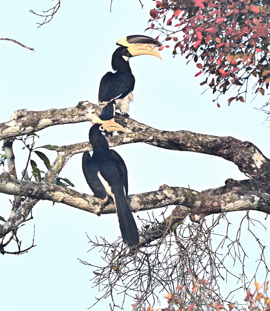 Malabar Pied-Hornbill - ML647453550