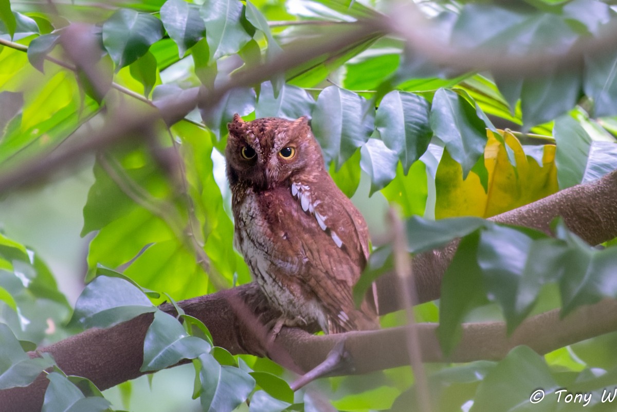 Petit-duc d'Orient - ML647453559