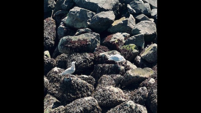 racek šedokřídlý - ML647453578