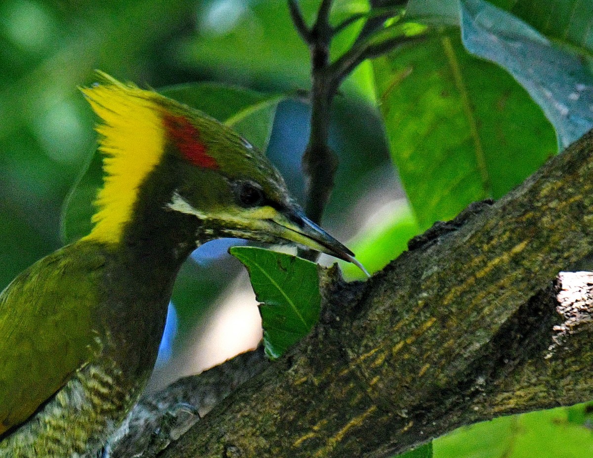 Lesser Yellownape - ML647453591