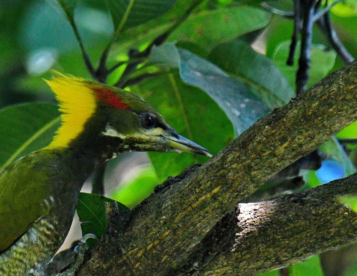 Lesser Yellownape - ML647453592