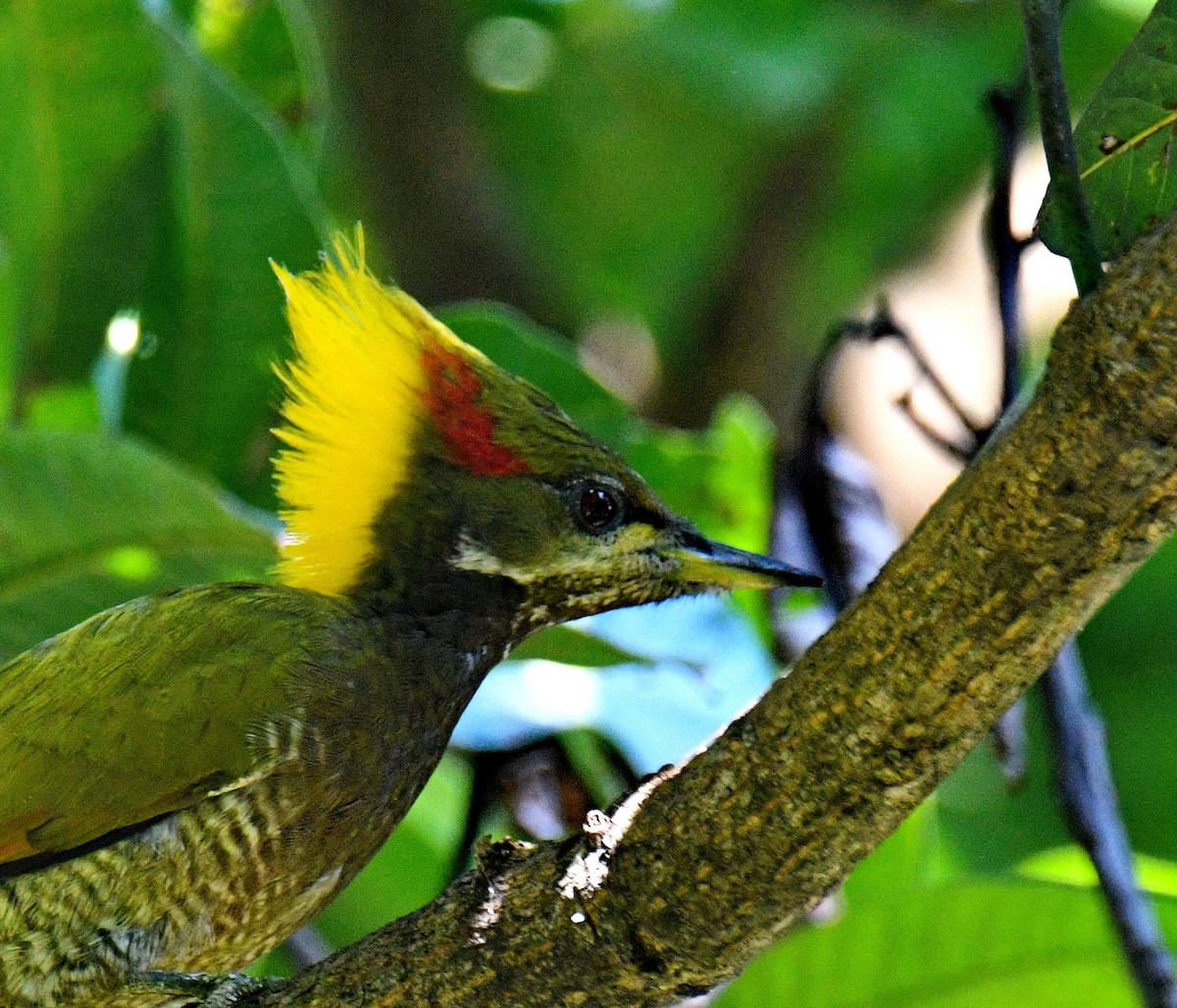 Lesser Yellownape - ML647453593