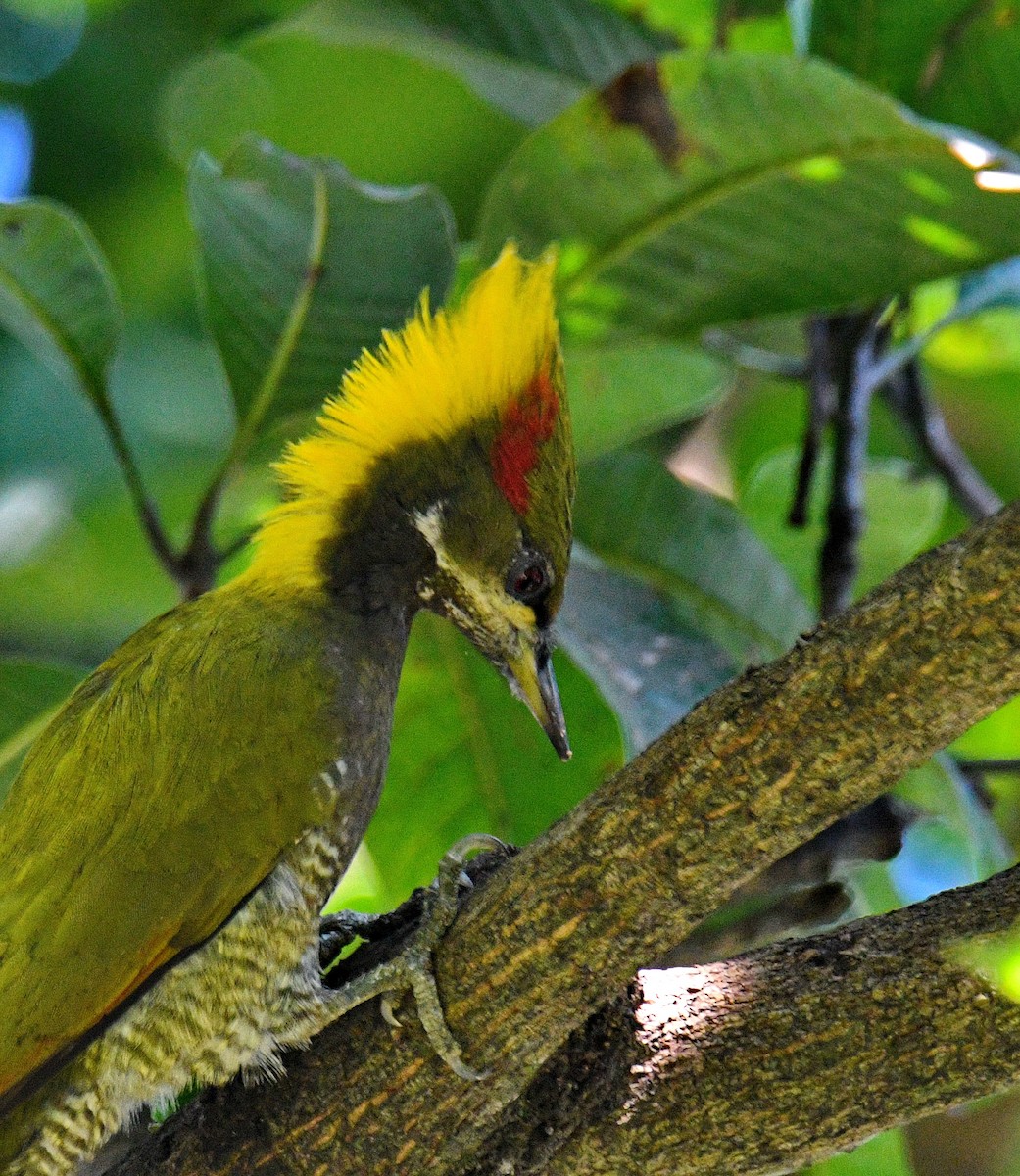 Lesser Yellownape - ML647453594