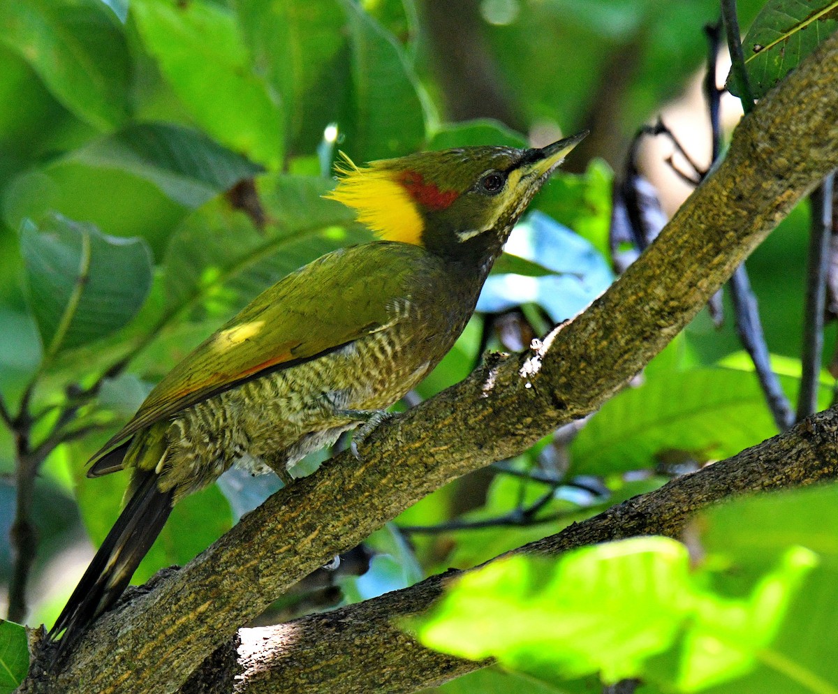 Lesser Yellownape - ML647453595