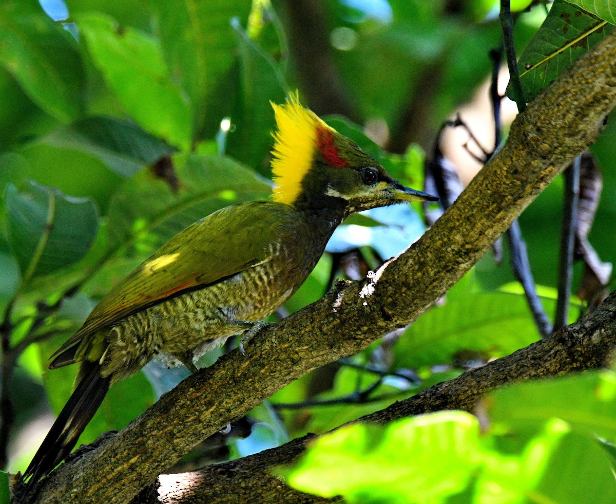 Lesser Yellownape - ML647453596