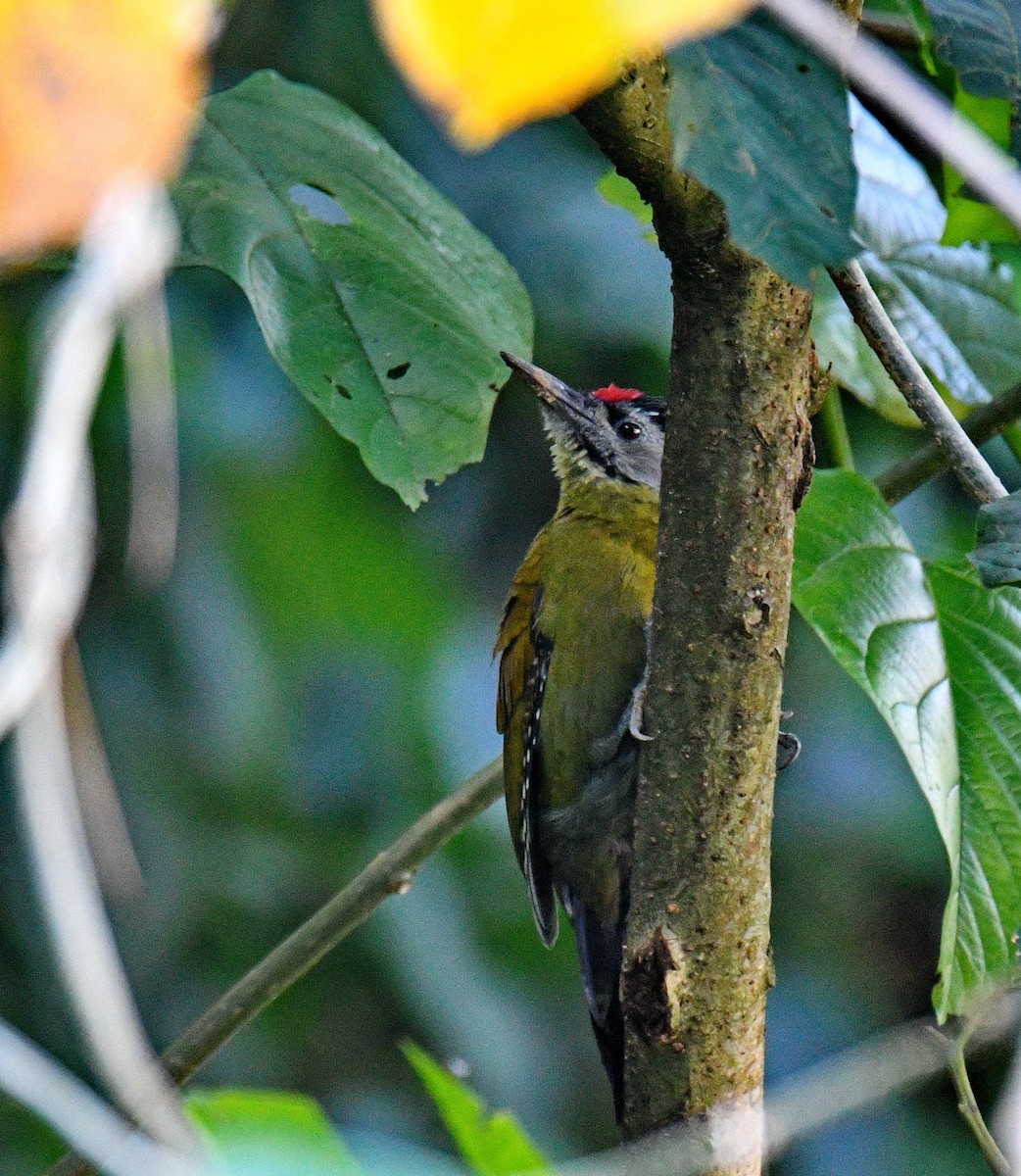 Pic cendré - ML647453597