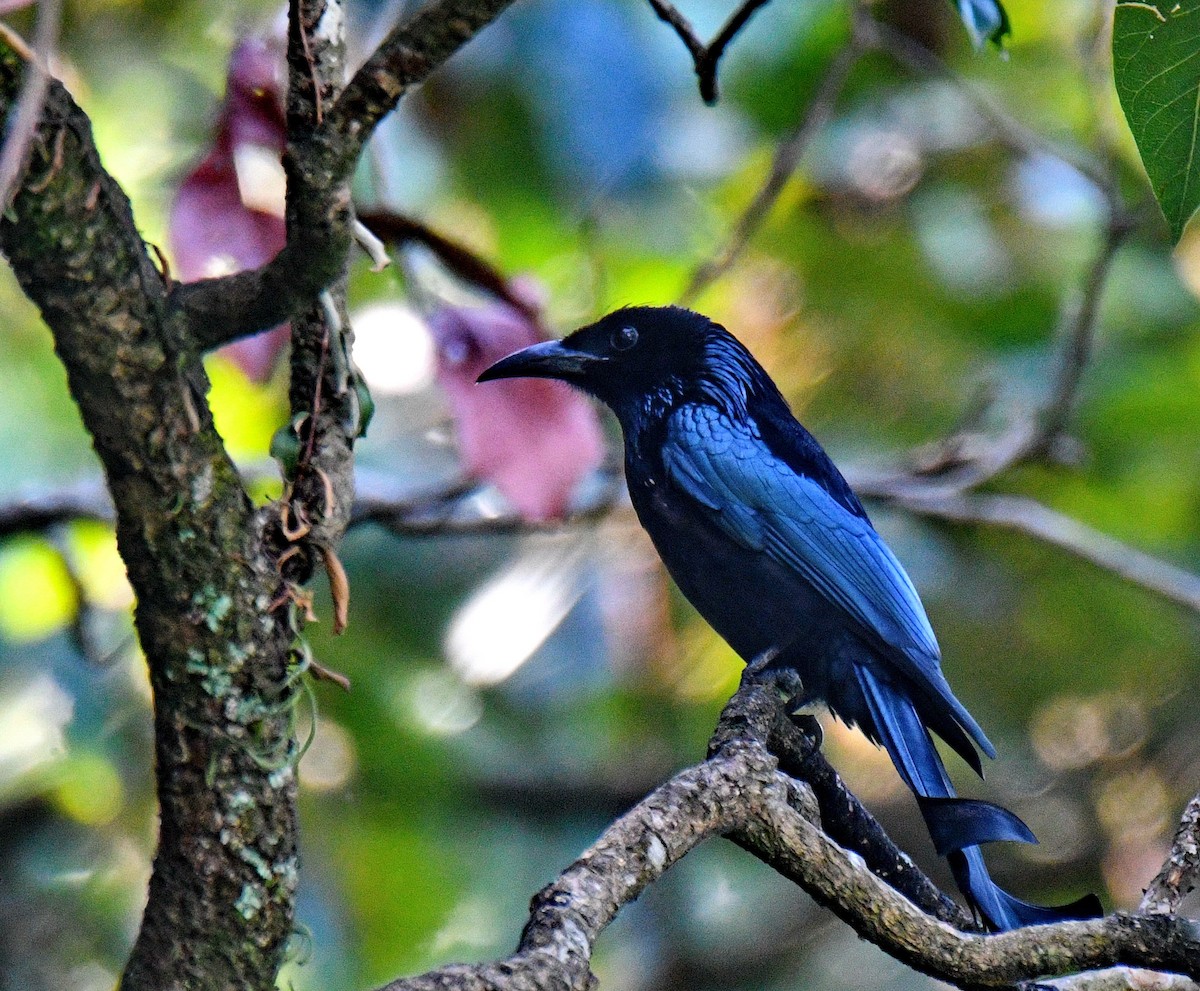 Hair-crested Drongo - ML647453618