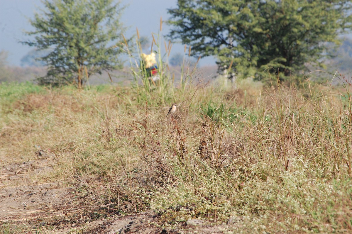 Isabelline Shrike - ML647453621