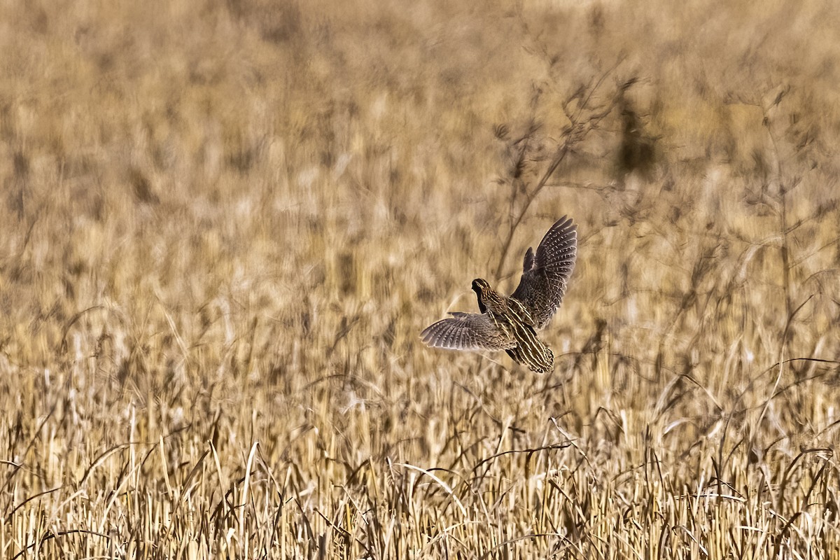 Common Quail - ML647453640