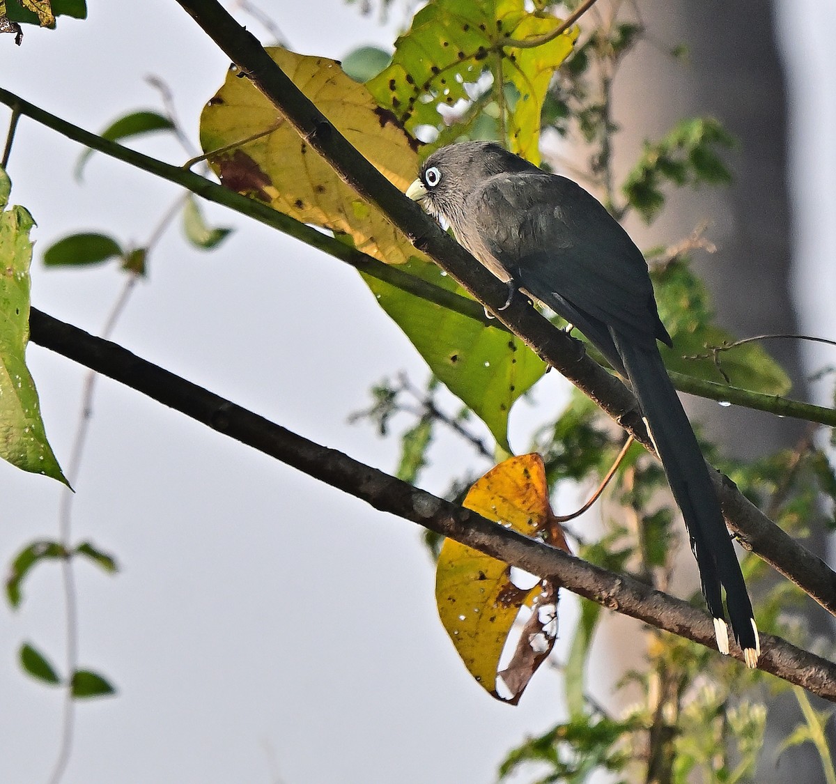 Синеглазая малкоа - ML647453641