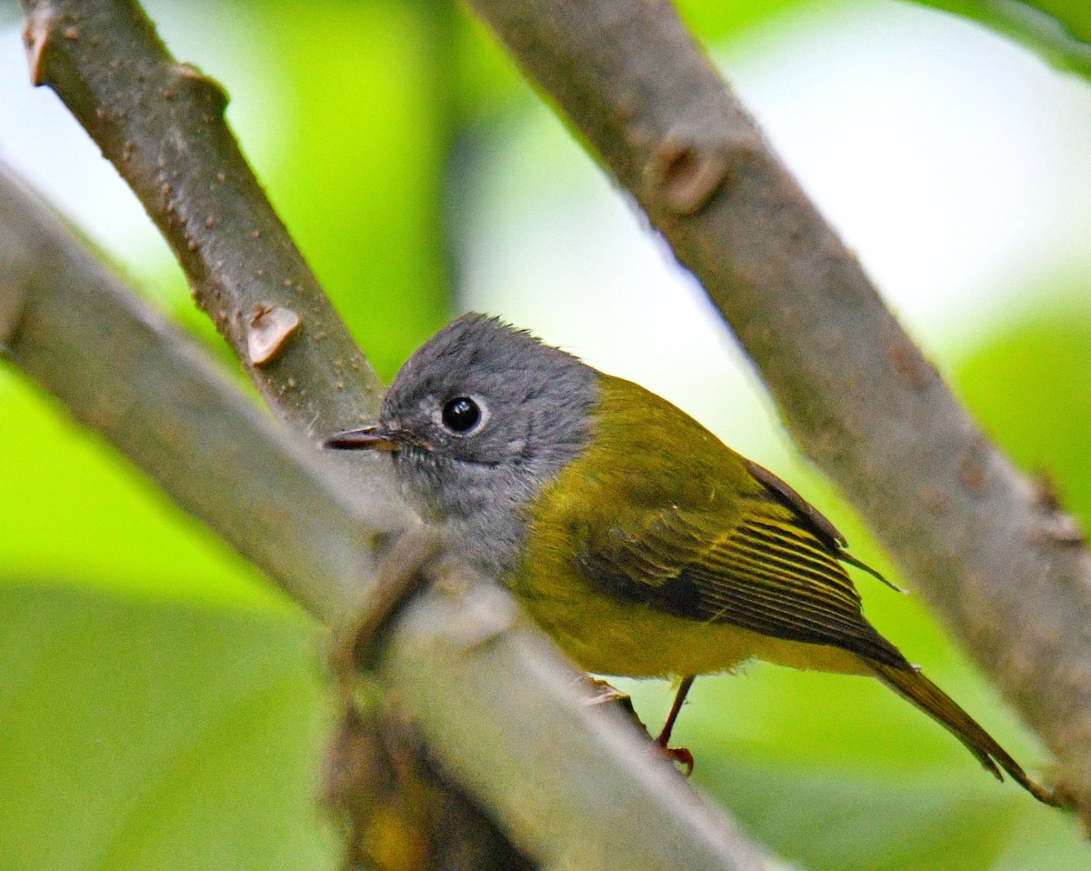 Gray-headed Canary-Flycatcher - ML647453643