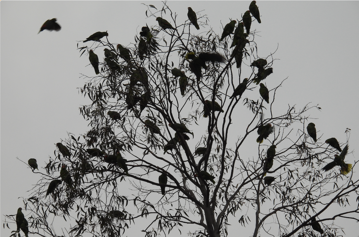 Red-crowned Amazon - ML647453652