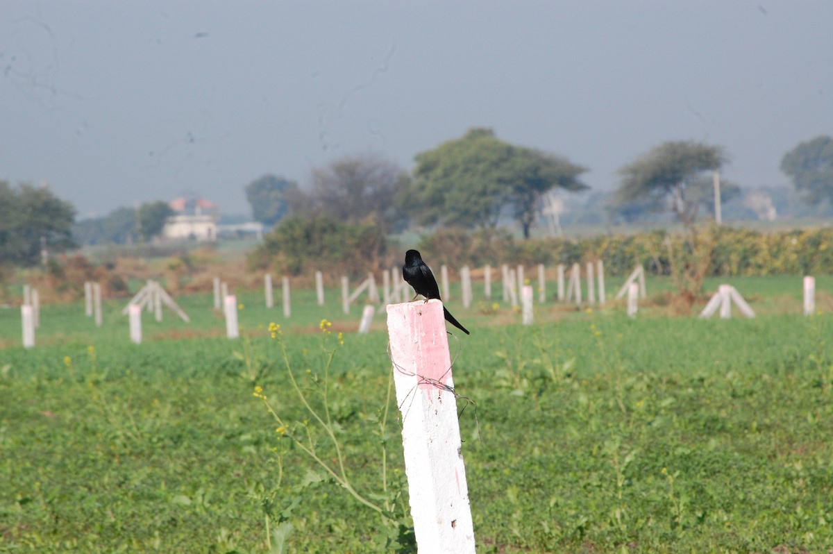 Black Drongo - ML647453665