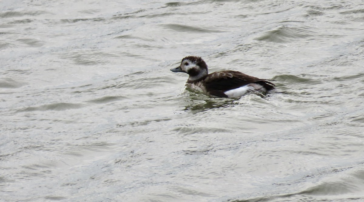 Moretta codona - ML647453676