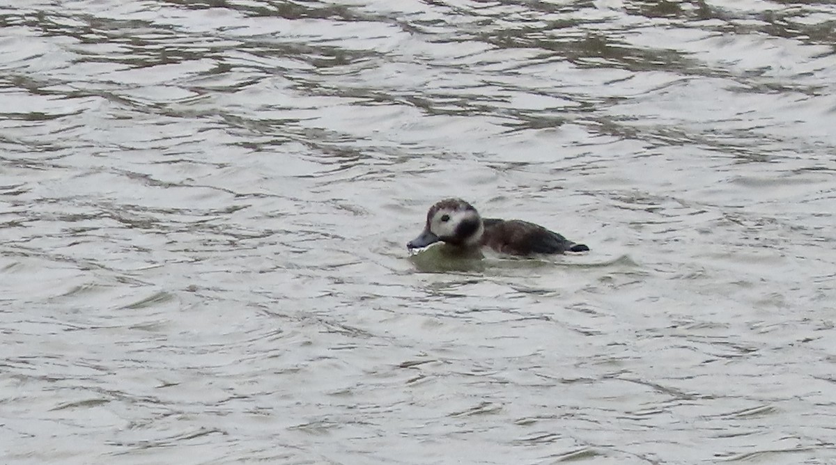 Moretta codona - ML647453677