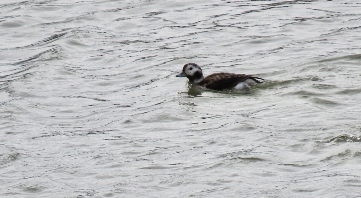 Moretta codona - ML647453678