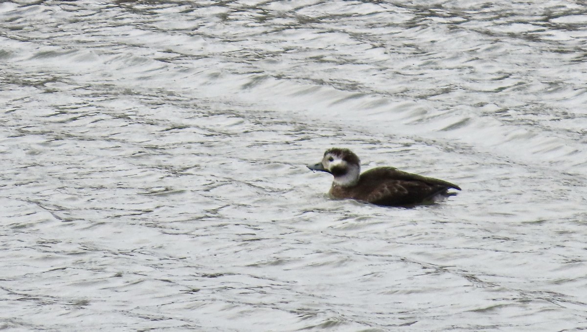 Moretta codona - ML647453681