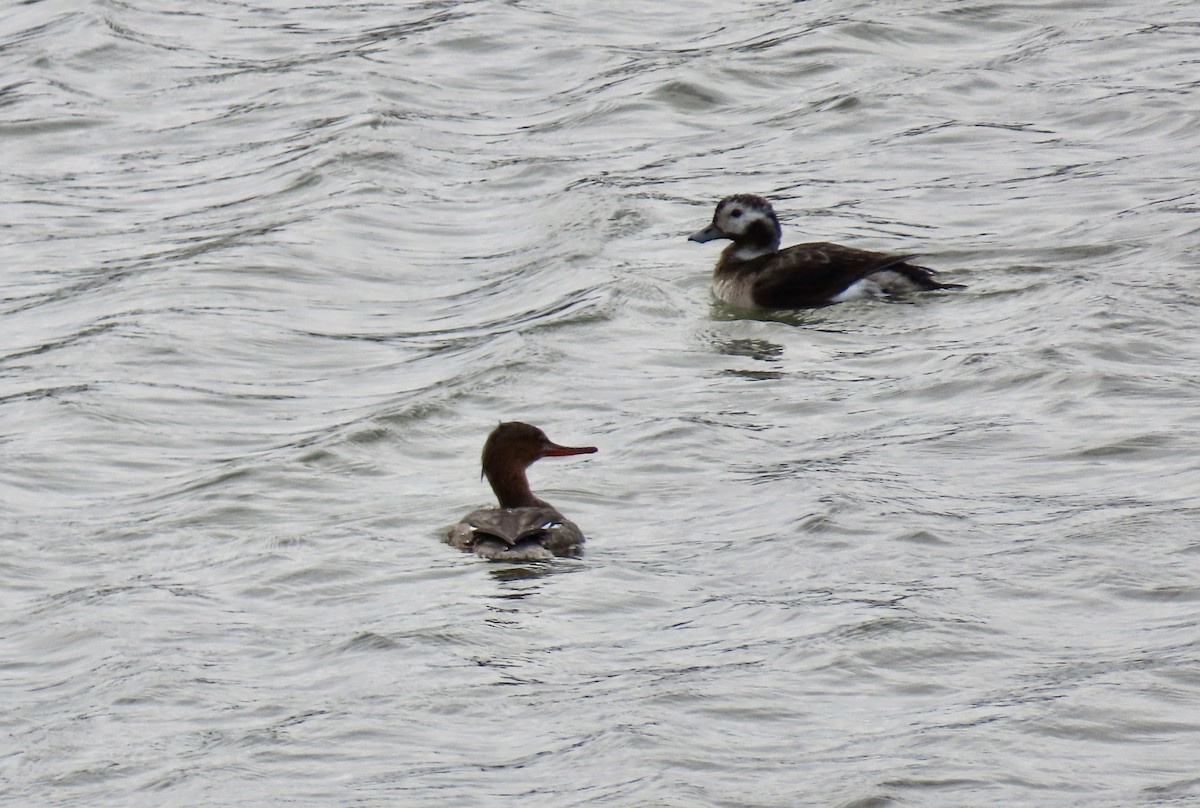 Moretta codona - ML647453682