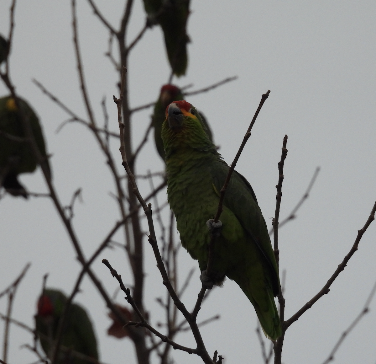Red-lored Amazon - ML647453686