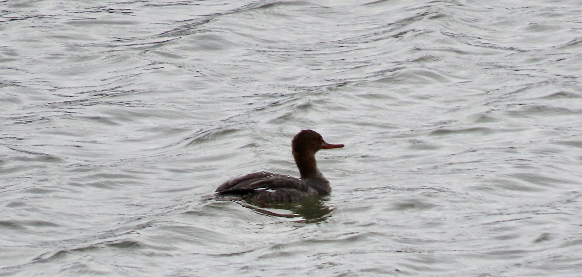 Mittelsäger - ML647453687