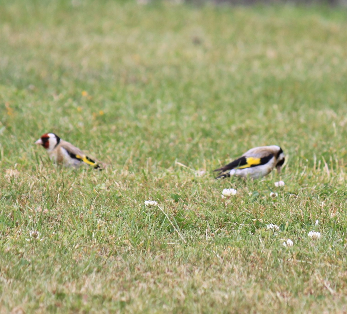 Щиглик звичайний - ML647453688