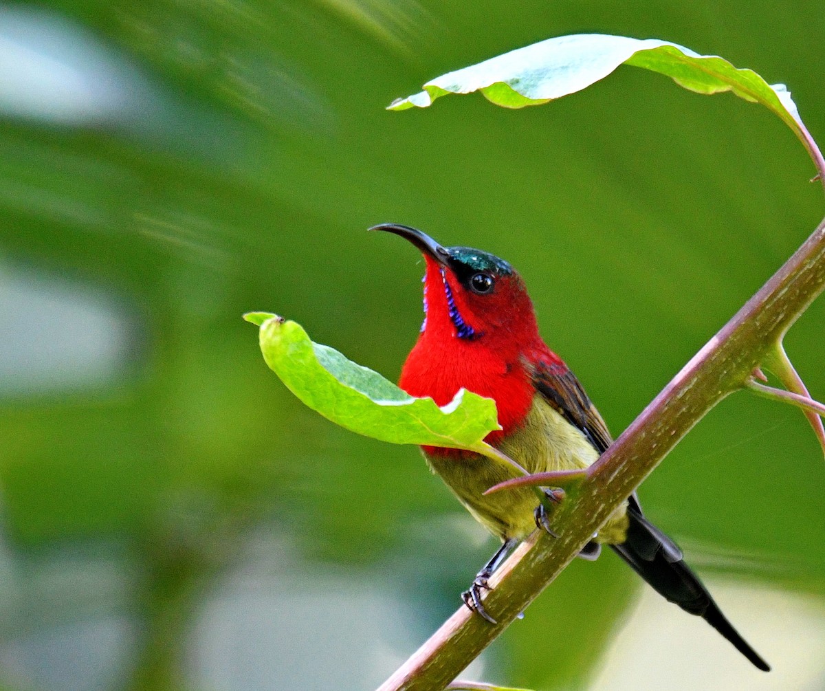 Crimson Sunbird - ML647453692